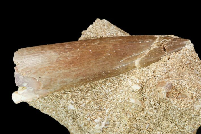 Fossil Plesiosaur (Zarafasaura) Tooth - Morocco #119663